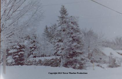 Snow Covered Tree, 35mm negative to digital transfer Copyright 2013 Trevor Thurlow Productions